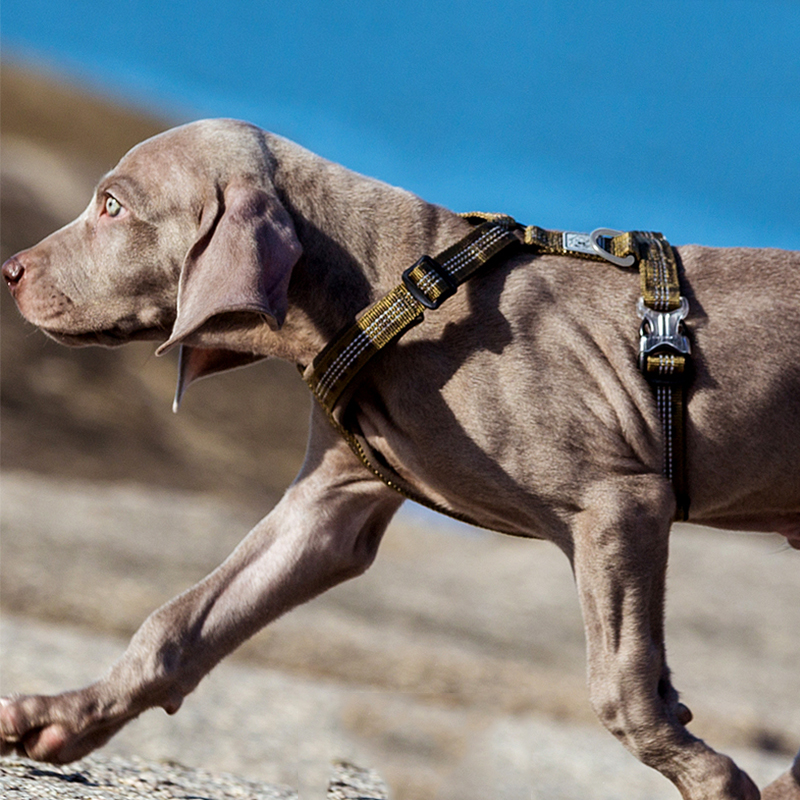 TRUELOVE Pet Harness Vest Ches - Running Gear Dog avis et prix