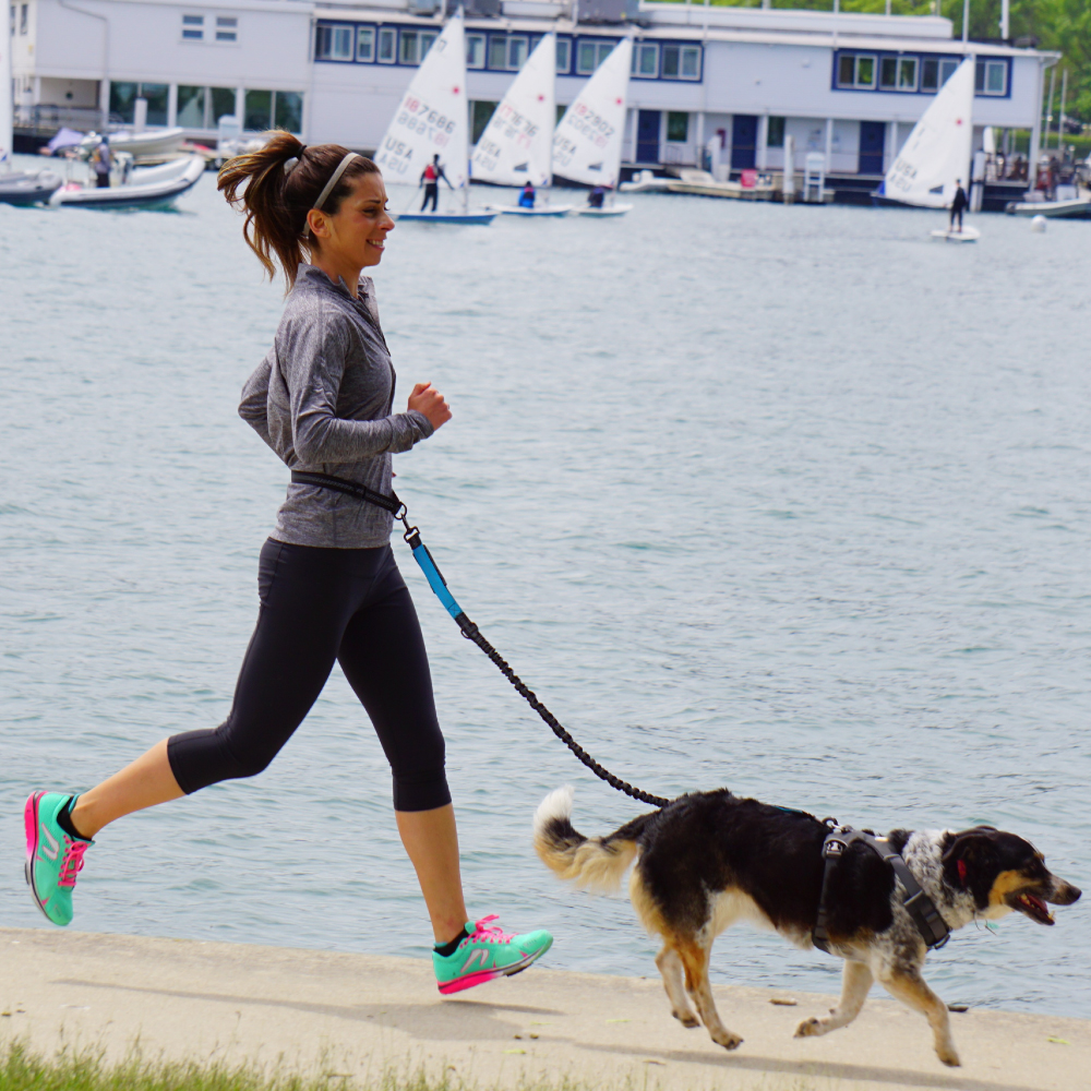 Hand Free Dog Leash for Pet Wa - Running Gear Dog avis et prix