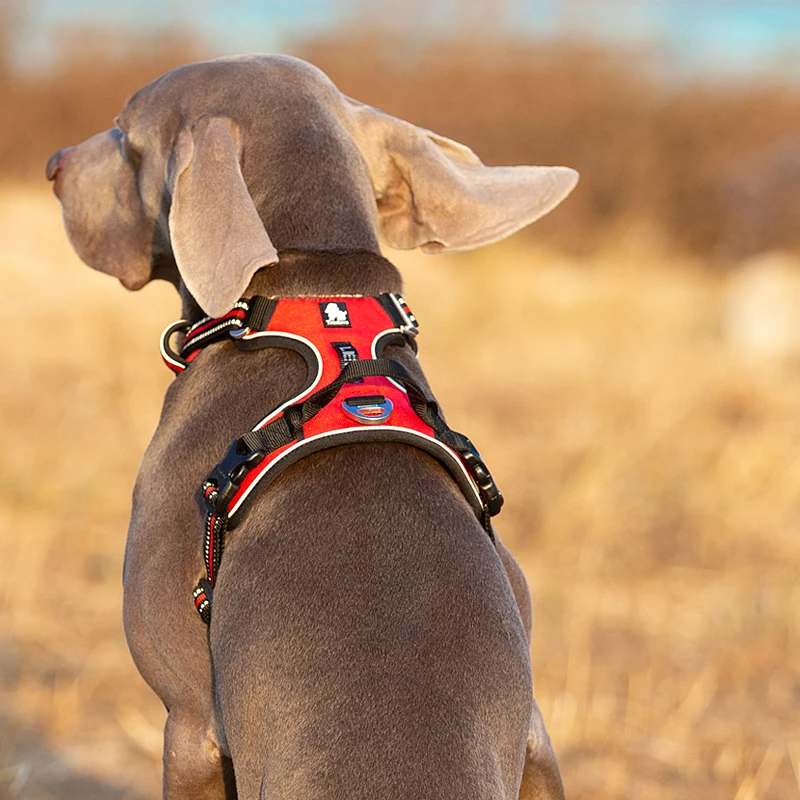 Truelove Pet Reflective Nylon  - Running Gear Dog avis et prix