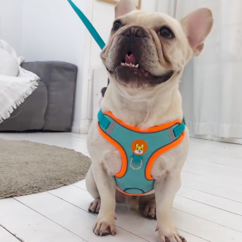 Adjustable No Pull Pet Reflect - Running Gear Dog avis et prix